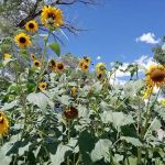 Four Seasons River Inn & RV Park