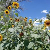 Four Seasons River Inn & RV Park ico