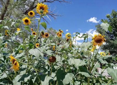 Four Seasons River Inn & RV Park