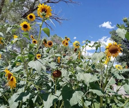 Four Seasons River Inn & RV Park