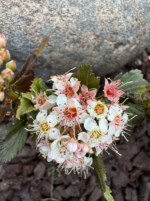 River Village RV Park Picture 4