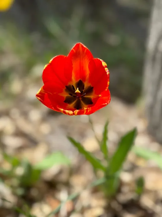 River Village RV Park Picture 10