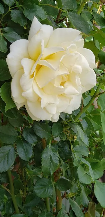 Green Acres Mobile Home Park Picture 6