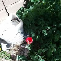 Paradise Valley Park ico