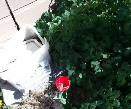 Paradise Valley Park