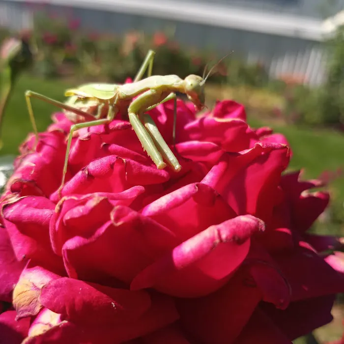 Paradise Valley Park Picture 5