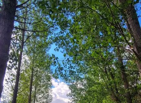 Uncompahgre River RV Park