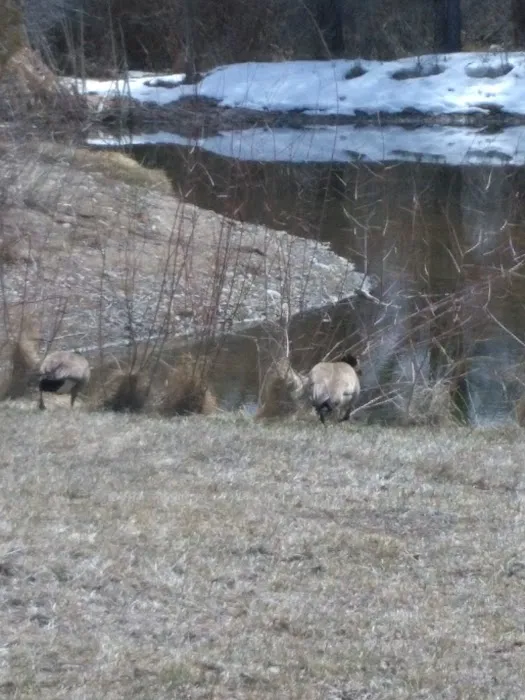 Palisades Senior RV Park Picture 10