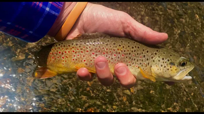 Crested Butte RV Resort Picture 10