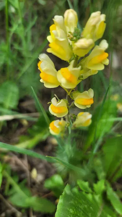 Silverton Lakes RV Park and Cabins Picture 6