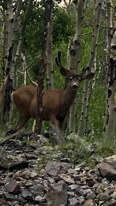 GRIZZLY RT RV PARK Picture 1