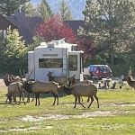 Elk Meadow Lodge and RV Resort