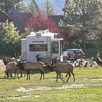 Elk Meadow Lodge and RV Resort ico