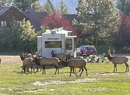 Elk Meadow Lodge and RV Resort
