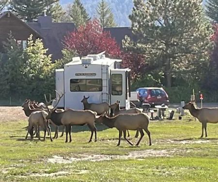 Elk Meadow Lodge and RV Resort
