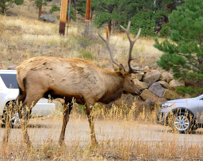 Elk Meadow Lodge and RV Resort Picture 7