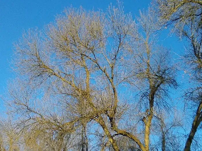 Mobile Home Park Fort Collins Colorado Picture 5