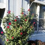 Sylmar Mobile Home Park