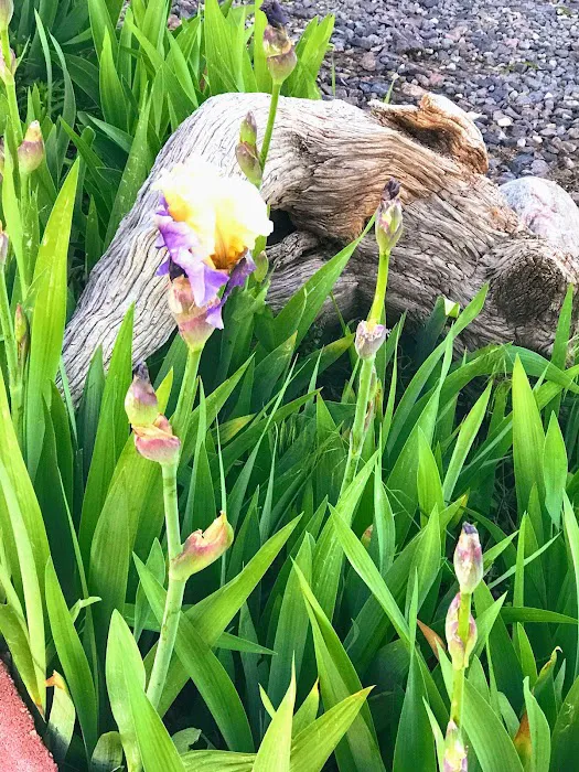 Holiday Village Picture 1