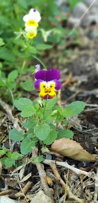 Friendly Village of Greeley Manufactured Home Community Picture 1