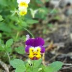 Friendly Village of Greeley Manufactured Home Community