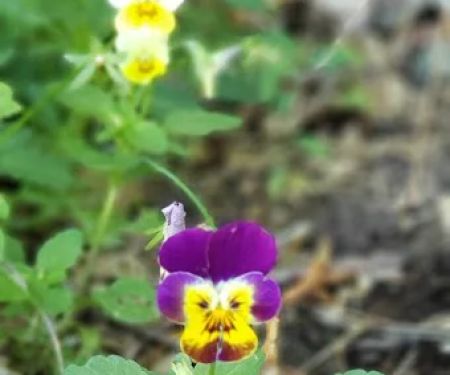 Friendly Village of Greeley Manufactured Home Community