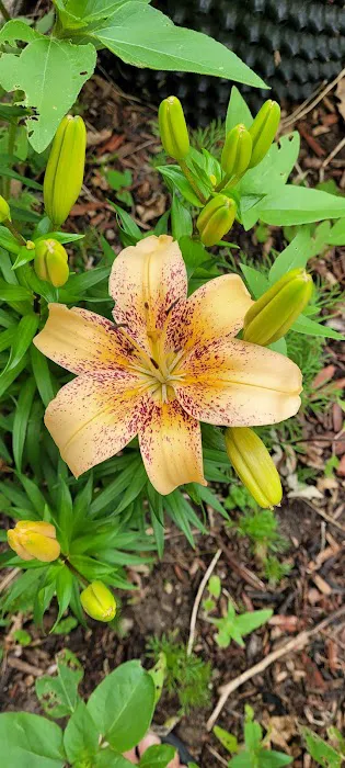 Grand Meadow Manufactured Home Community Picture 3