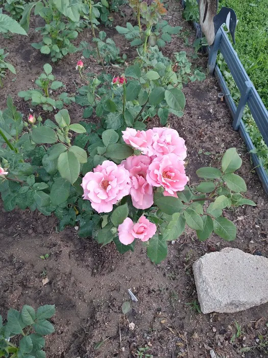 Pine Lakes Ranch Manufactured Home Community Picture 3