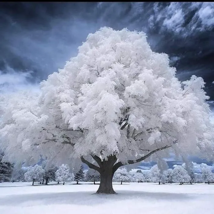 Boulder Ridge MHP Picture 10