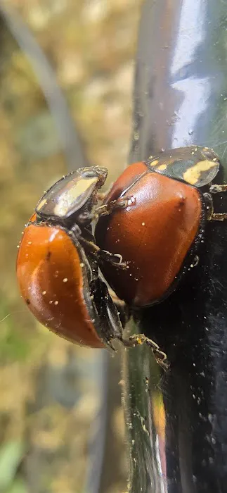 Parco Dello Zingaro Mobile Home Community Picture 10