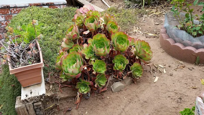 San Vicente Mobile Home Park Picture 5