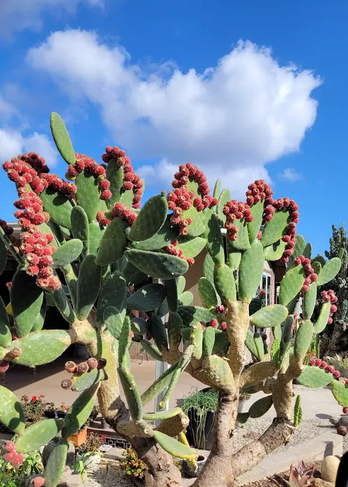 San Vicente Mobile Home Park Picture 7