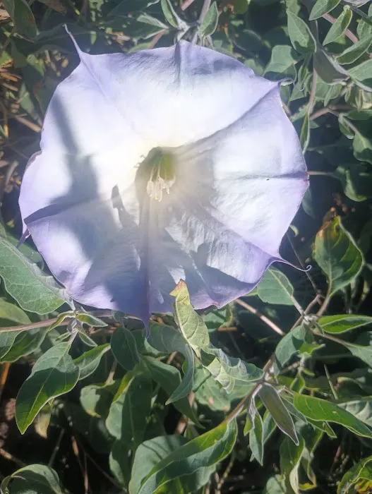 Rancho Estates Picture 3