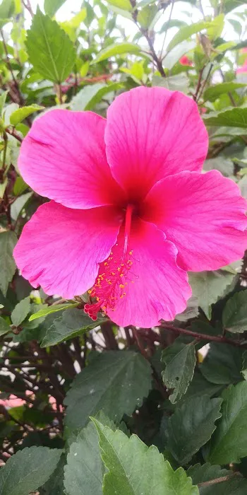 Santa Barbara West Mobile Park Picture 2