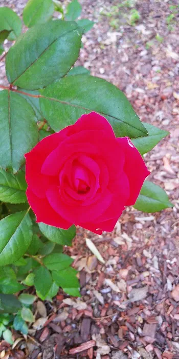 Santa Barbara West Mobile Park Picture 5