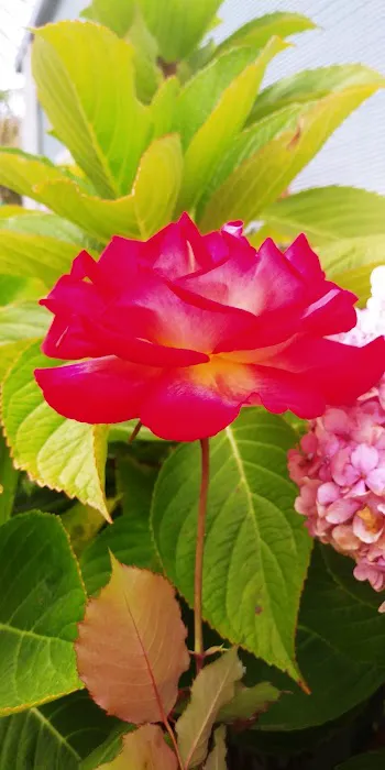 Santa Barbara West Mobile Park Picture 1