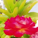 Santa Barbara West Mobile Park