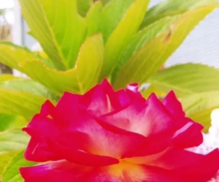 Santa Barbara West Mobile Park