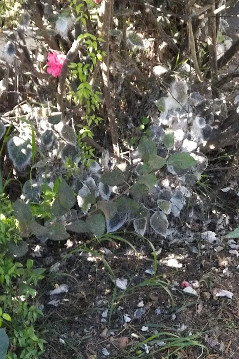 Rancho Granada Mobile Home Park Picture 3