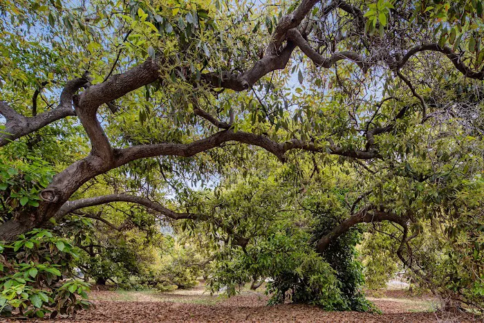 Sun Outdoors Santa Barbara Picture 2