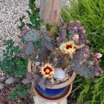 Rancho Santa Ynez Estates