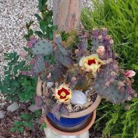 Rancho Santa Ynez Estates ico