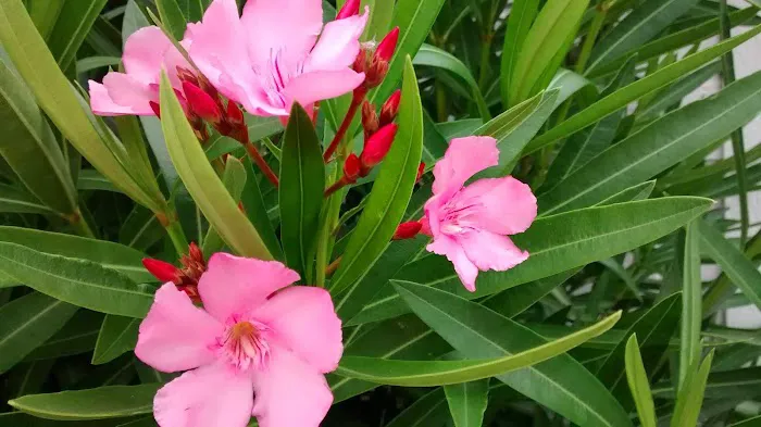 Ranch Club Mobile Estates Picture 2