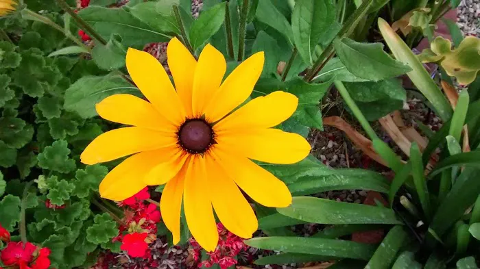 Ranch Club Mobile Estates Picture 8