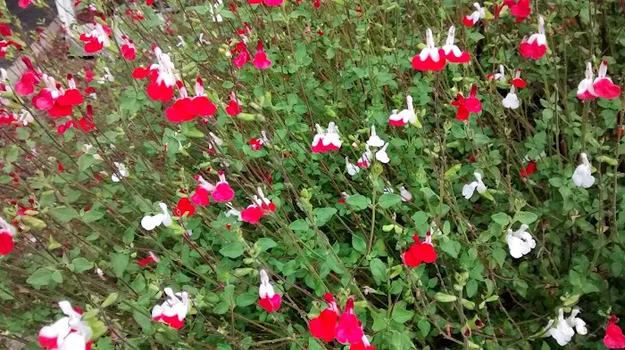 Ranch Club Mobile Estates Picture 7