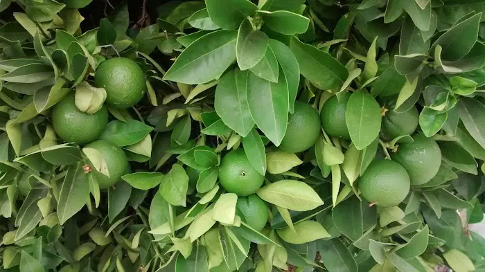 Ranch Club Mobile Estates Picture 3