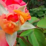 Ranch Club Mobile Estates