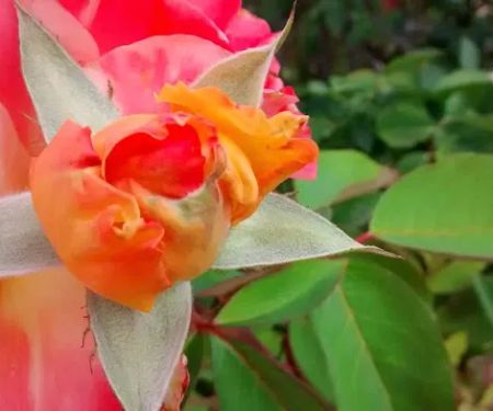 Ranch Club Mobile Estates