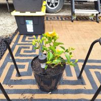 Palm Mobile Home Park ico