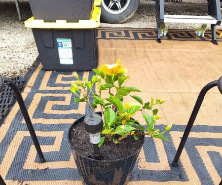 Palm Mobile Home Park